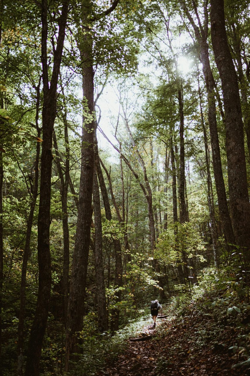 Person walking along a sunlit woodland trail